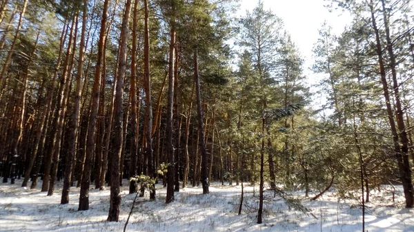 Όμορφο Πευκόφυτο Δάσος Φόντο Χειμώνα Υφή Φύση Φόντο Πεύκο Δάσος — Φωτογραφία Αρχείου