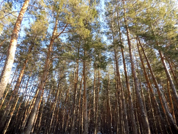 Hermoso Fondo Verde Bosque Pinos Papel Pintado Bosque Pino Fondos — Foto de Stock