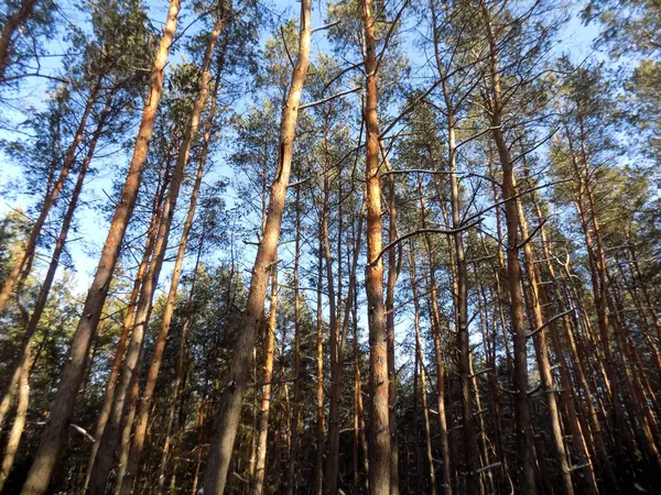 Όμορφα Πράσινα Πεύκα Δάσος Φόντο Πεύκο Δάσος Ταπετσαρία Υπόβαθρο Της — Φωτογραφία Αρχείου