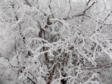 Soyut frost orman arka plan. Beyaz dalları doku. Ormanda duvar kağıdı. Kış orman manzarası