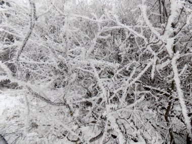 Güzel Frost'un dallar üzerinde. Kış orman arka plan. Sanat doku doğa. Dalları duvar kağıdı