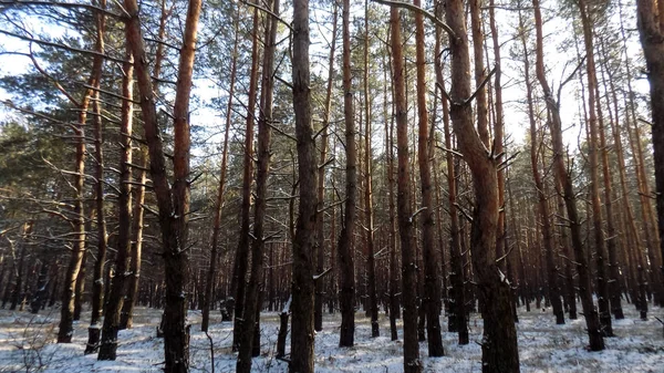 Абстрактный Фон Зимнего Соснового Леса Зеленая Сосна Белом Снегу Зимний — стоковое фото