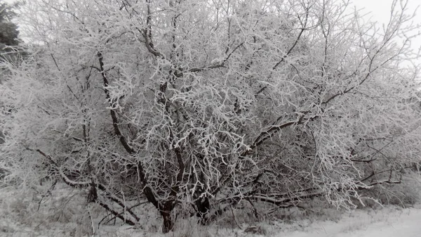 Frostbusch Hintergrund Winterwald Schöne Natur Tapete — Stockfoto