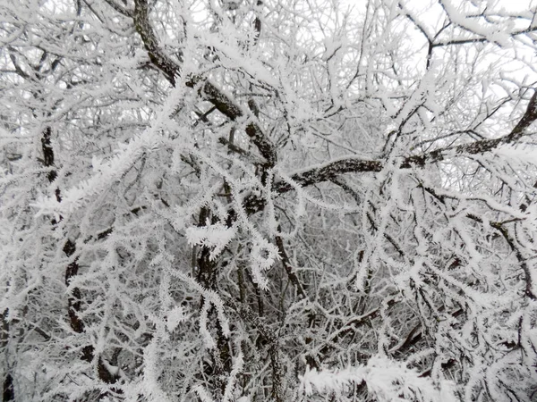 Güzel Frost'un dallar üzerinde. Kış orman arka plan. Sanat doku doğa. Dalları duvar kağıdı