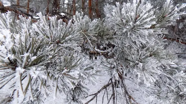 Winter Nature Background Snow Pine Branch Forest Wallpaper — Stock Photo, Image