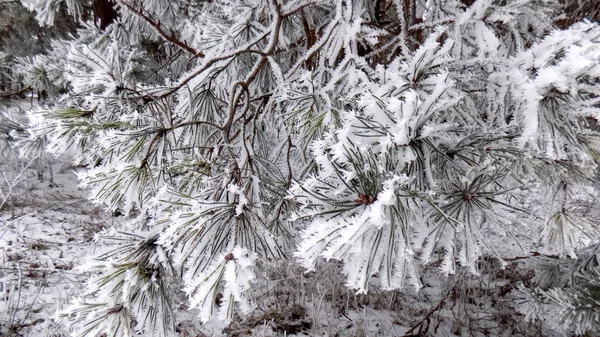 Beautiful Winter Pine Forest Wallpaper Snow Frost Pine Branches Nature — Stock Photo, Image