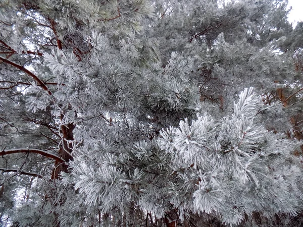 Frost Pine Forest Background Winter Nature Landscape Snow Branches Wallpaper — Stock Photo, Image