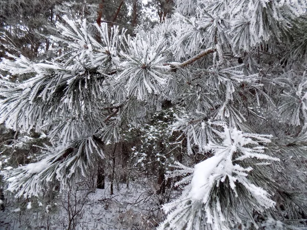 Frost Pine Forest Background Winter Nature Landscape Snow Branches Wallpaper — Stock Photo, Image