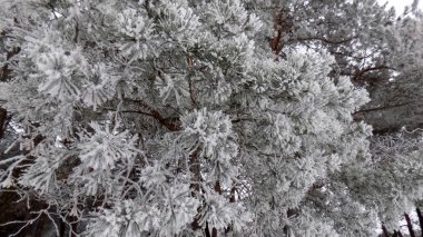 Güzel kış çam ormanı arka plan. Çamın dalları üzerinde arka planlar kar. Doğa duvar kağıdı