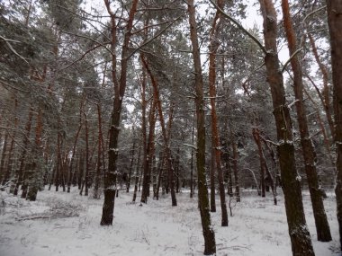 Kış çam ormanı duvar kağıdı. Ormanda arka plan. Güzel ağaç