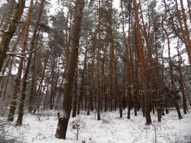 Kış çam ormanı duvar kağıdı. Ormanda arka plan. Güzel ağaç