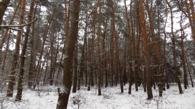 Kış çam ormanı duvar kağıdı. Ormanda arka plan. Güzel ağaç