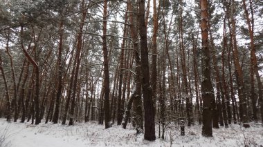 Güzel kış manzarası. Çam ormanı arka plan. Ormanda duvar kağıdı
