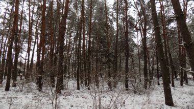 Güzel kış manzarası. Çam ormanı arka plan. Ormanda duvar kağıdı