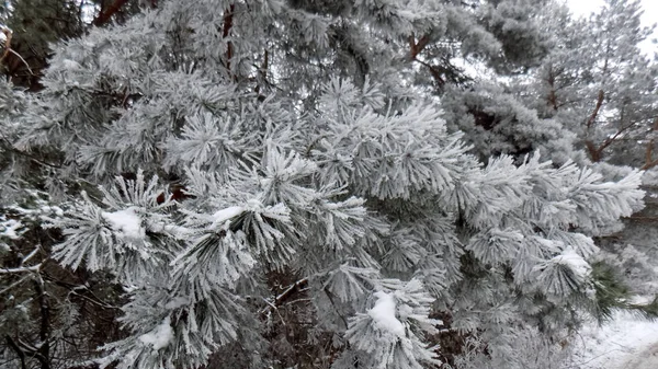 Frosch Kiefernwald Hintergrund Winterliche Naturlandschaft Schnee Auf Den Ästen Tapete — Stockfoto