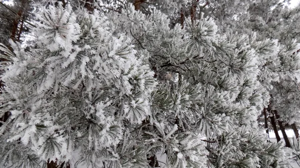 Frost Pine Forest Background Winter Nature Landscape Snow Branches Wallpaper — Stock Photo, Image