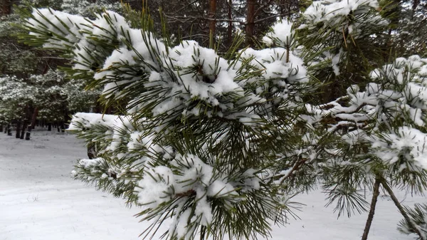 Schönen Kiefernzweig Hintergrund Winter Kiefernwald Tapete — Stockfoto