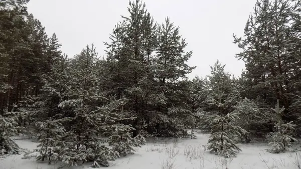 Зимовий Лісовий Фон Білий Сніг Соснових Деревах — стокове фото