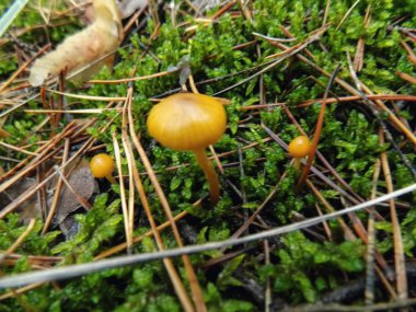 Çam ormanı manzara. Sarı mantar arka plan. Mantar duvar kağıdı          