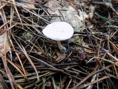 Beyaz çam ormanı üzerinde mantar. Mantar arka plan          