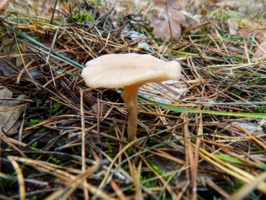 Güzel mantar çam ormanı içinde. Sonbahar arka plan. Mantar duvar kağıdı          