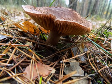 Güzel mantar çam ormanı içinde. Sonbahar arka plan. Mantar duvar kağıdı          