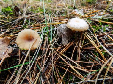 Güzel mantar çam ormanı içinde. Sonbahar arka plan. Mantar duvar kağıdı          