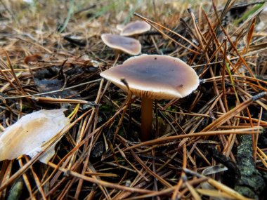 Çam ormanı içinde güzel kahverengi mantar. Orman arka plan. Sonbahar manzara          