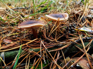 Çam ormanı içinde güzel kahverengi mantar. Orman arka plan. Sonbahar manzara          