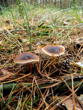 Çam ormanı içinde güzel kahverengi mantar. Orman arka plan. Sonbahar manzara          