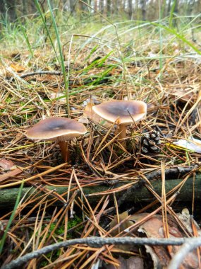 Çam ormanı içinde güzel kahverengi mantar. Orman arka plan. Sonbahar manzara          