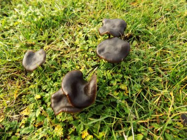 Güzel siyah mantar arka plan. Yeşil alan arka planlar üzerinde mantar          