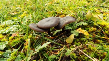 Güzel siyah mantar arka plan. Yeşil alan arka planlar üzerinde mantar          