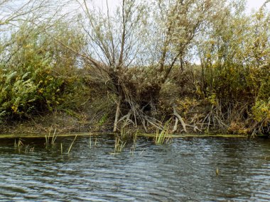 Doku doğa. Soyut nehir manzara. Ormanda arka plan. Ağaçlar arka planlar          