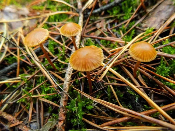 Paisagem Florestal Abstrata Cogumelos Pinhal Papel Parede Natureza Cogumelos Fundo — Fotografia de Stock
