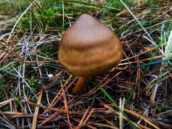 Paysage Forestier Abstrait Champignons Dans Pinède Papier Peint Nature Champignons — Photo