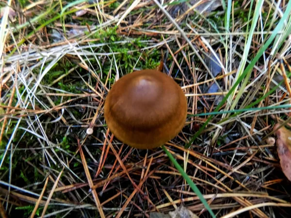 Abstracte Boslandschap Paddestoelen Het Dennenbos Natuur Behang Paddestoelen Achtergrond — Stockfoto