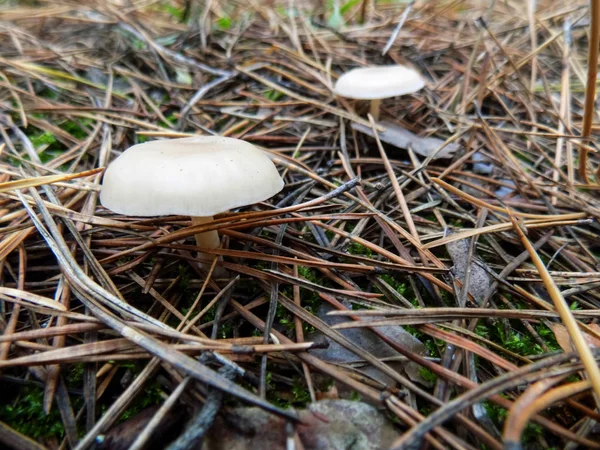 White Mushrooms Pine Forest Mushroom Background — Stock Photo, Image