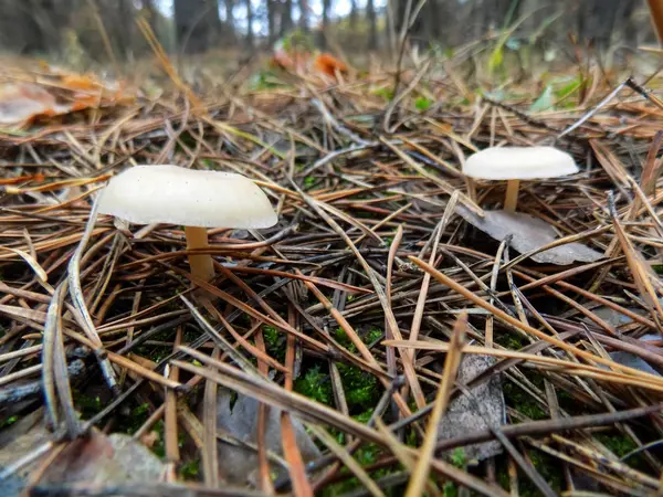 White Mushrooms Pine Forest Mushroom Background — Stock Photo, Image