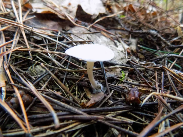 White Mushrooms Pine Forest Mushroom Background — Stock Photo, Image