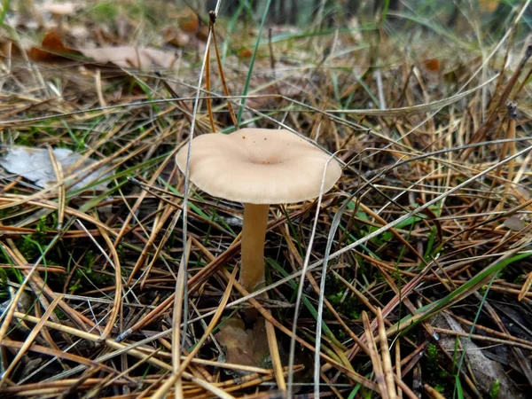 Beautiful Mushrooms Pine Forest Autumn Background Mushroom Wallpaper — Stock Photo, Image