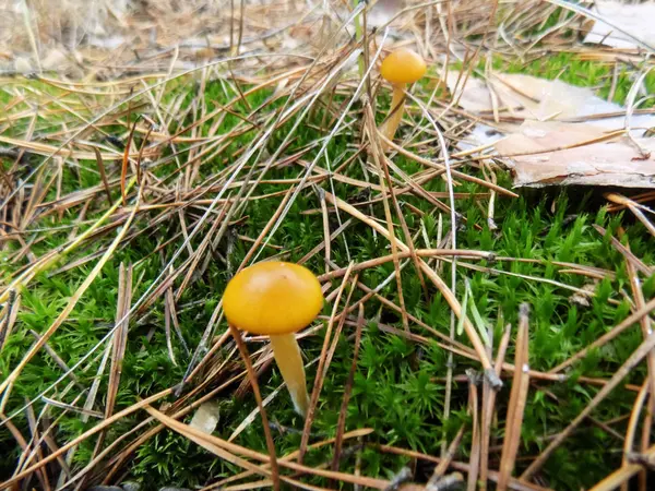Ciuperci Galbene Abstracte Mușchiul Verde Natura Tapet Fundal Ciuperci — Fotografie, imagine de stoc