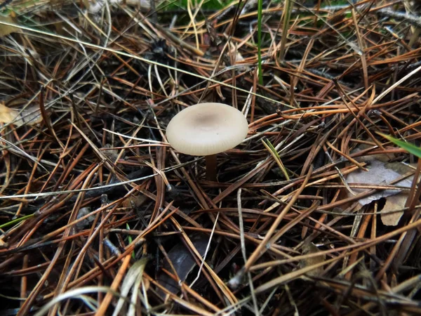 Autumn Forest Landscape Mushroom Background Nature Backgrounds Mushrooms Texture — Stock Photo, Image