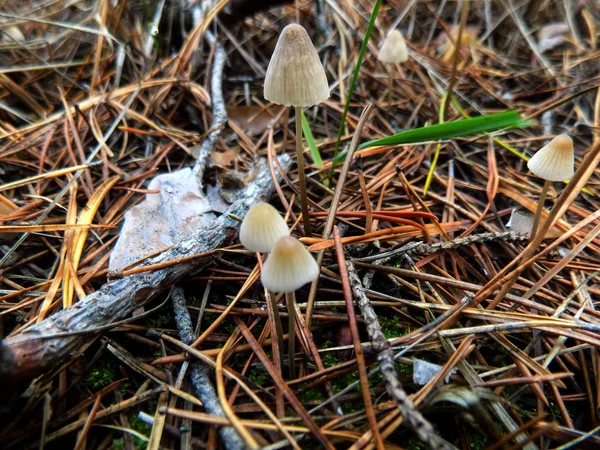 Paesaggio Della Pineta Fungo Nella Pineta Sfondo Della Natura — Foto Stock