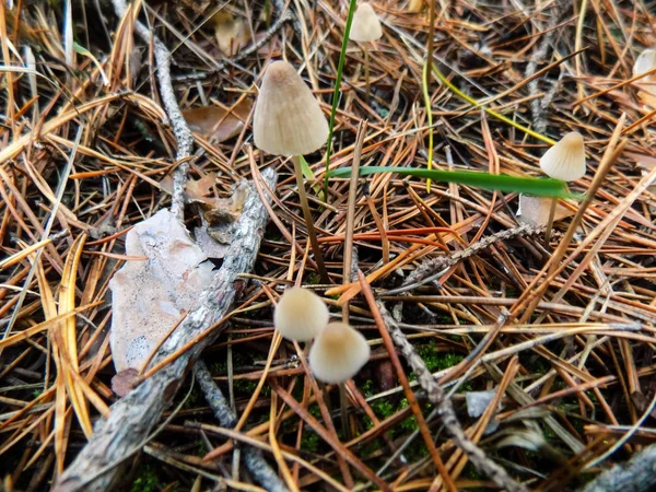 Pine Forest Landscape Mushroom Pine Forest Nature Background — Stock Photo, Image