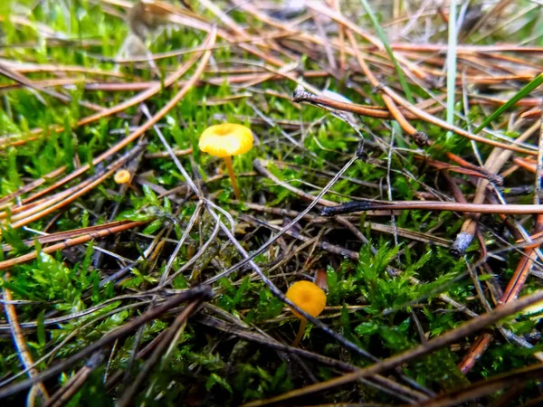 Pine Forest Landscape Yellow Mushroom Background Mushrooms Wallpaper — Stock Photo, Image