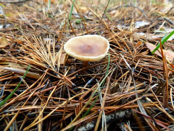 Beautiful Mushrooms Pine Forest Autumn Background Mushroom Wallpaper — Stock Photo, Image