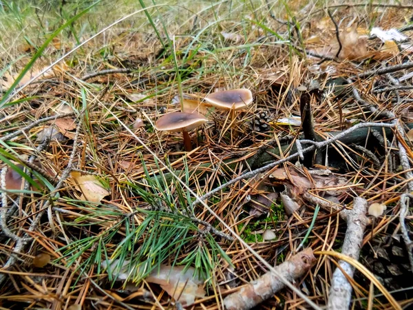 Mooie Bruine Paddestoelen Het Dennenbos Bos Achtergrond Herfst Landschap — Stockfoto