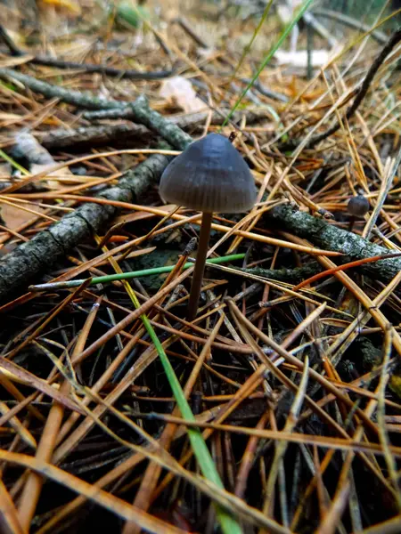 Schöner Pilz Kiefernwald Natur Hintergrund Hintergründe Pilzen — Stockfoto