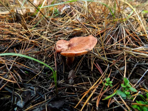 Cogumelo Pinhal Outono Natureza Fundo Cogumelos Laranja Fundos — Fotografia de Stock
